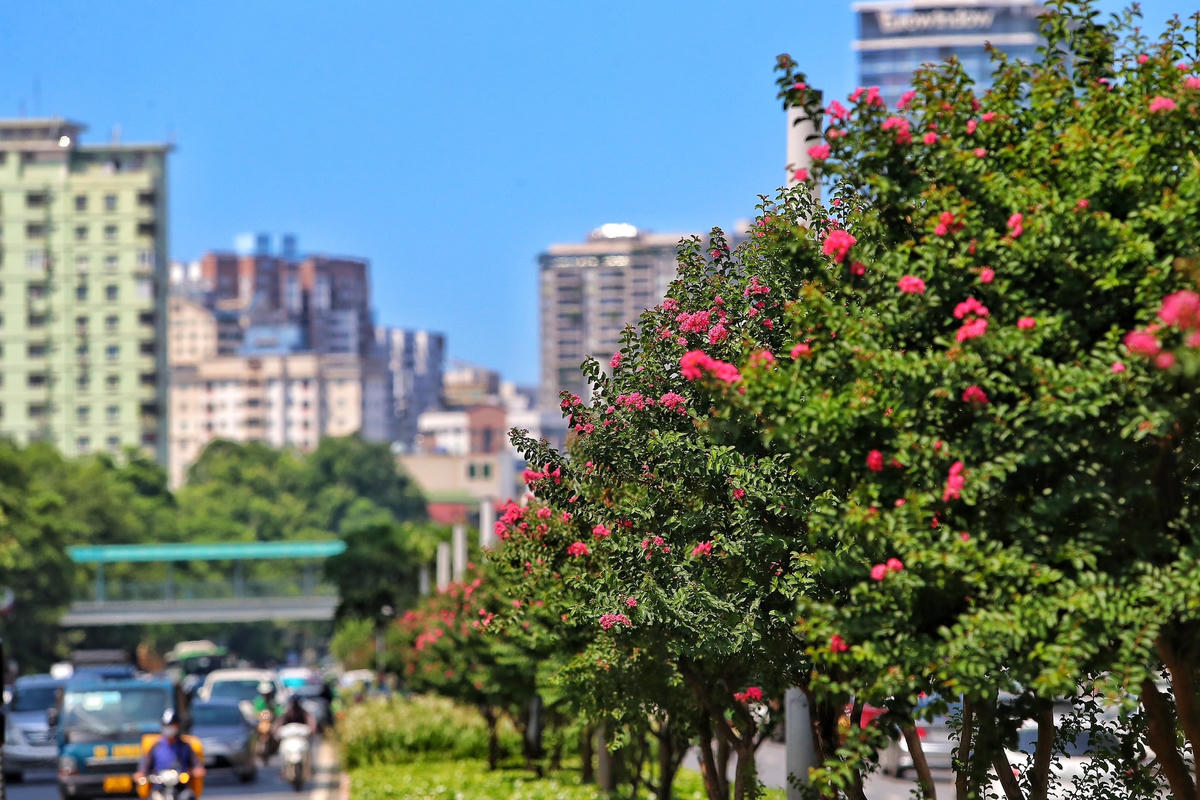 Trước đây, tuyến đường Trần Duy Hưng và Nguyễn Chí Thanh được trồng ba tầng cây xanh với nhiều loại cây khác nhau ở dải phân cách. Tầng trên cùng là cây phong, tầng giữa là tường vi cánh mỏng màu hồng và tầng dưới cùng là các loài hoa.