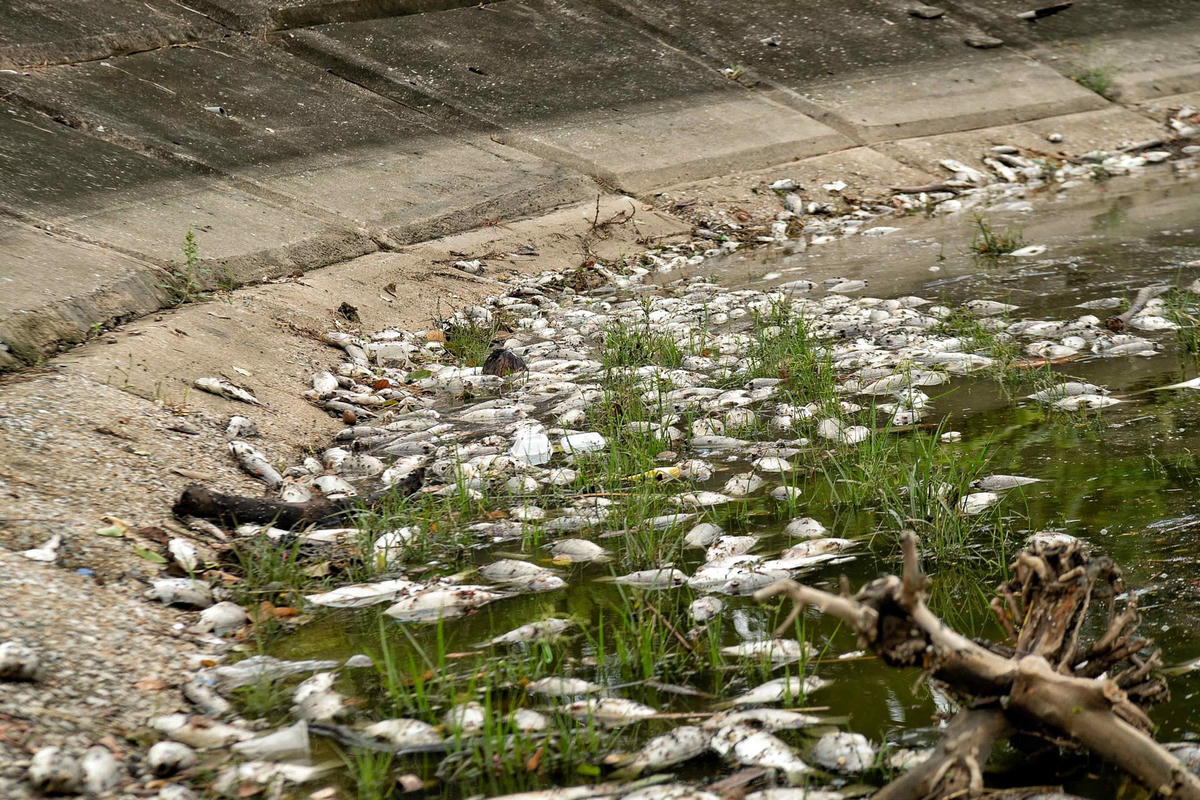 Cá chết trắng ven hồ Linh Đàm. Ảnh chiều ngày 1/8.