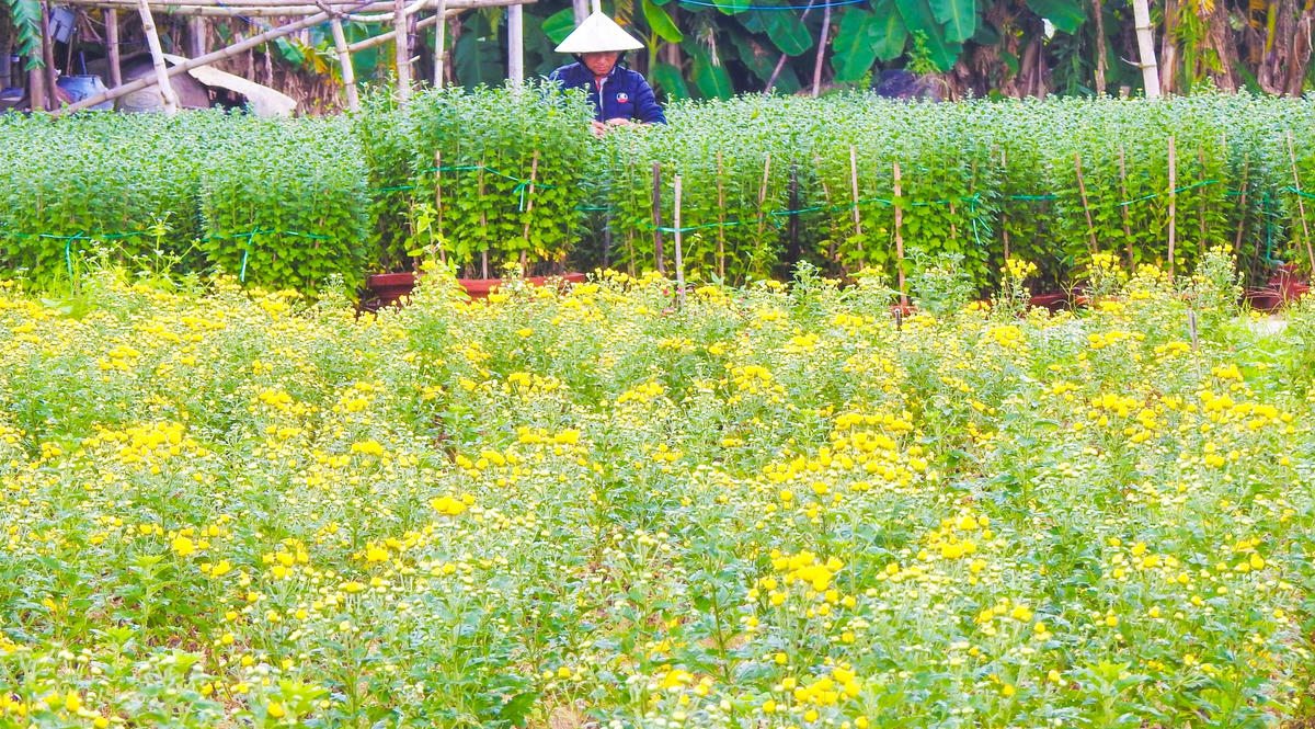 Khu vườn của các hộ dân làng hoa Dương Sơn được chăm sóc cẩn thận để tiêu thụ dịp Tết Quý Mão.