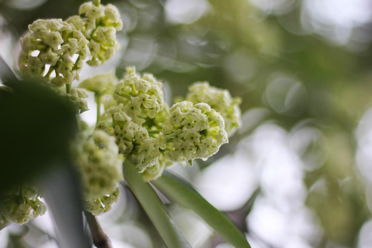 Hoa sữa mang trong mình vẻ đẹp mộc mạc, dung dị nhưng không kém phần yêu kiều, thướt tha. Cũng không khó hiểu khi hoa sữa được mệnh danh là loài hoa của mùa thu Hà Nội.