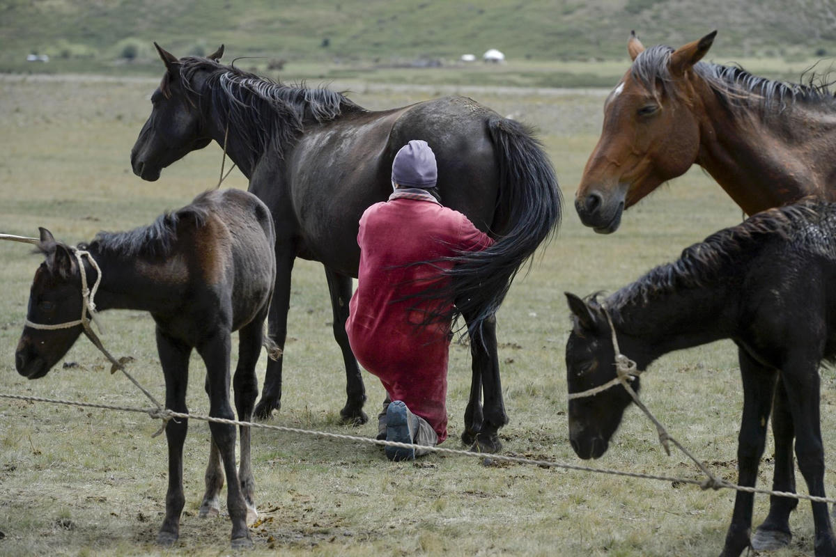 [ẢNH] Không bỏ lỡ cơ hội thưởng thức rượu sữa ngựa ở Kyrgyzstan