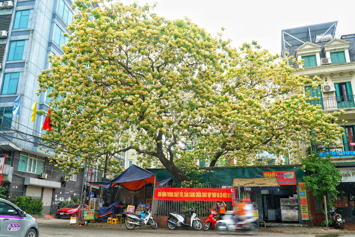 Cây hoa Bún có tuổi đời hơn 300 năm được các cụ cao niên ở Đình Thôn coi như "báu vật". Bởi cả Hà Nội chỉ có duy nhất một cây hoa Bún có tuổi đời lớn như vậy.