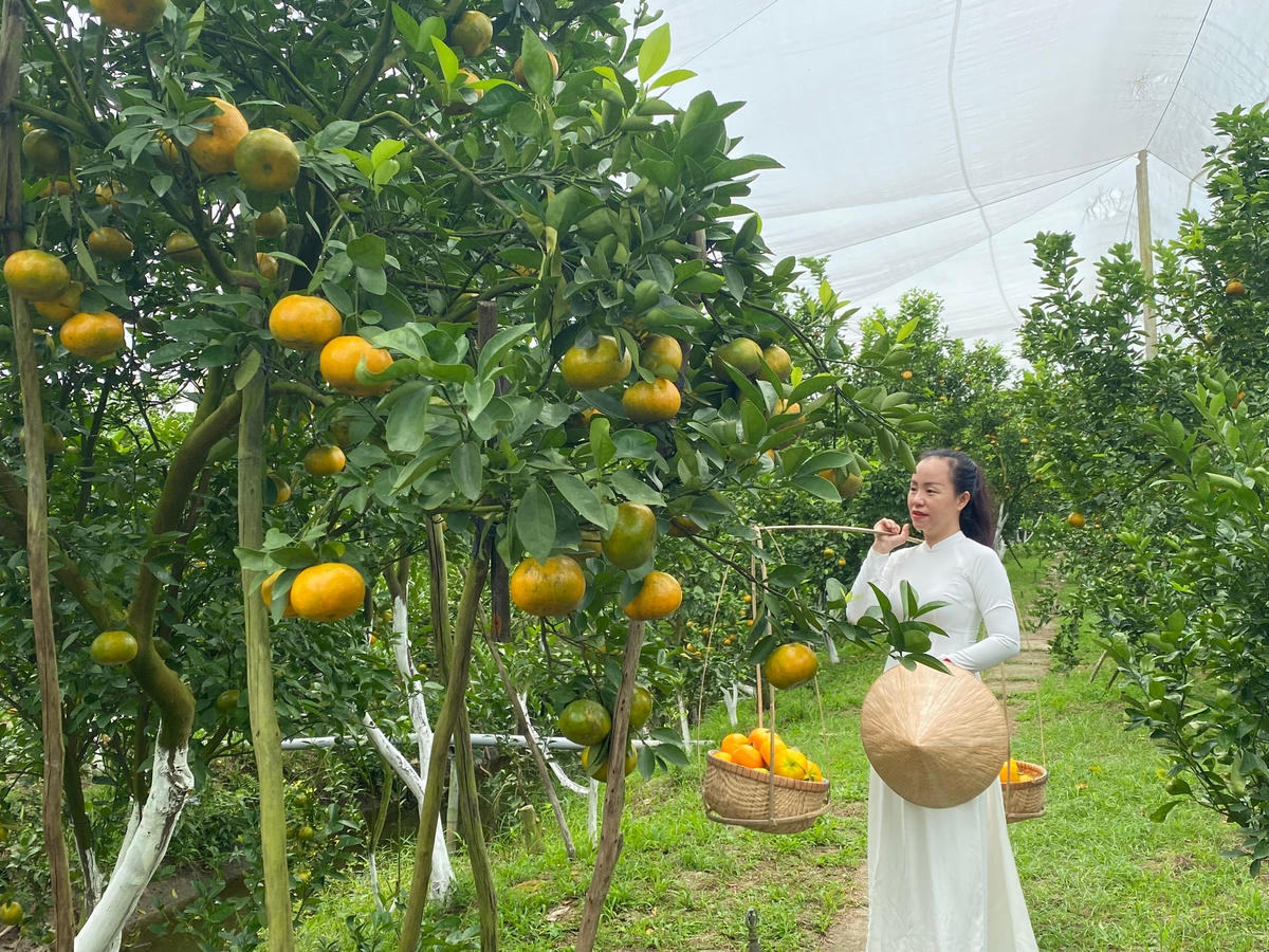Ngoài giá trị thương phẩm, các vườn quýt ở Lai Vung hiện còn thu hút một lượng lớn khách du lịch tới tham quan, chụp hình và mua trực tiếp sản phẩm. Đây là hướng phát triển đa dạng, bền vững với nông dân trồng quýt ở đây.