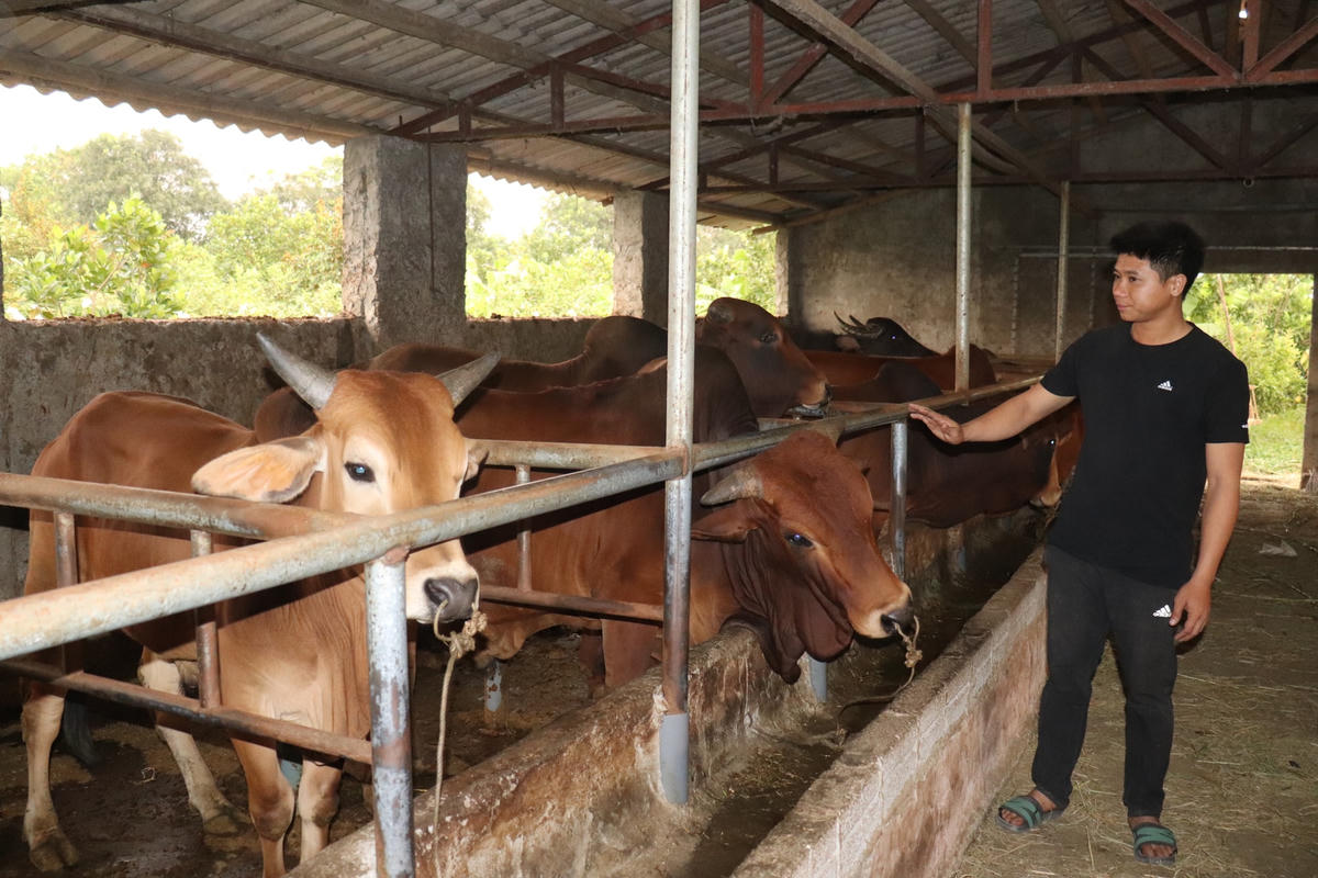 Ngoài việc trồng trọt, trang trại của anh cũng đang nuôi hơn 40 con trâu, bò.
