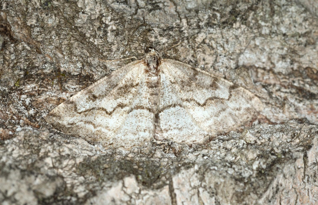 Bướm đêm hình học được biết đến là bậc thầy cải trang.