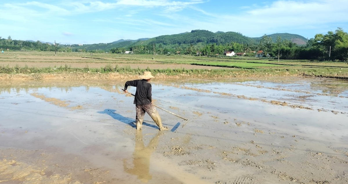 Ông Phan Vân Tới đang gieo sạ lúa trên cánh đồng.
