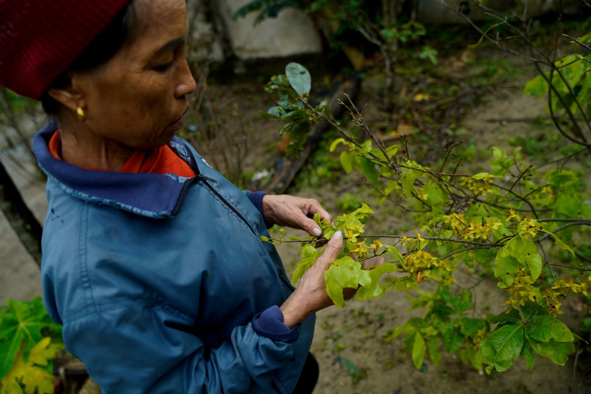 Gia đình bà Nguyễn Thị Ngân (54 tuổi, trú tại thôn Quý Huệ, xã Kỳ Nam) có thâm niên hơn 18 năm trồng cây mai cảnh nhưng cũng không lường trước được diễn biến thời tiết của năm nay để tiến hành chăm sóc.