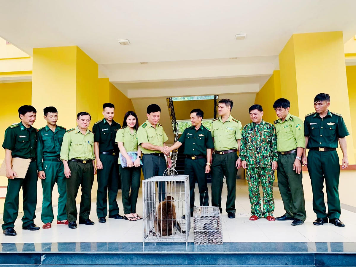 Đồn Biên phòng Bản Giàng bàn giao hai cá thể động vật rừng nguy cấp, quý hiếm cho Vườn Quốc gia Vũ Quang.