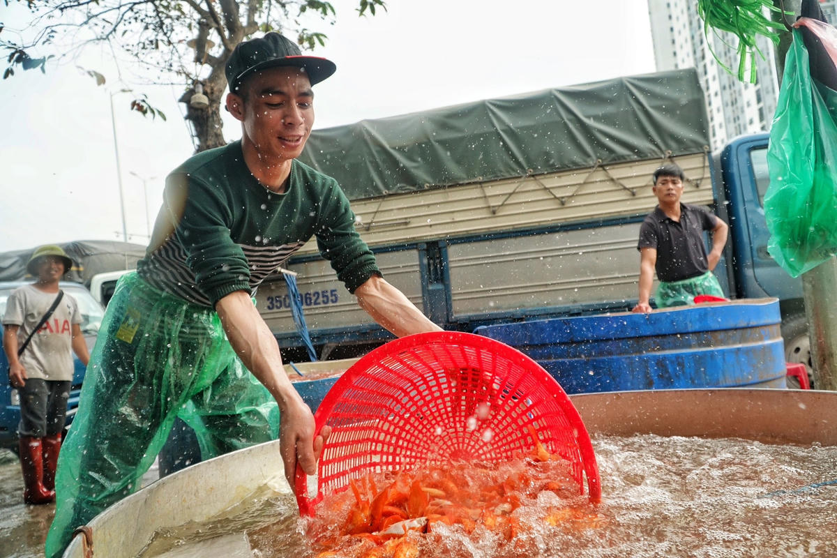 Cá vàng ở đây đa phần chỉ bán theo cân để các dân buôn mua về bán lẻ tại các chợ dân sinh.