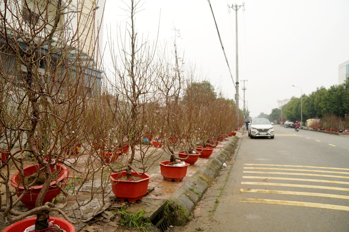 Sau những ngày mưa lớn, thời tiết hiện tại bắt đầu thuận lợi, tuy nhiên người dân đến mua hoa đào chơi tết vẫn còn ít. 