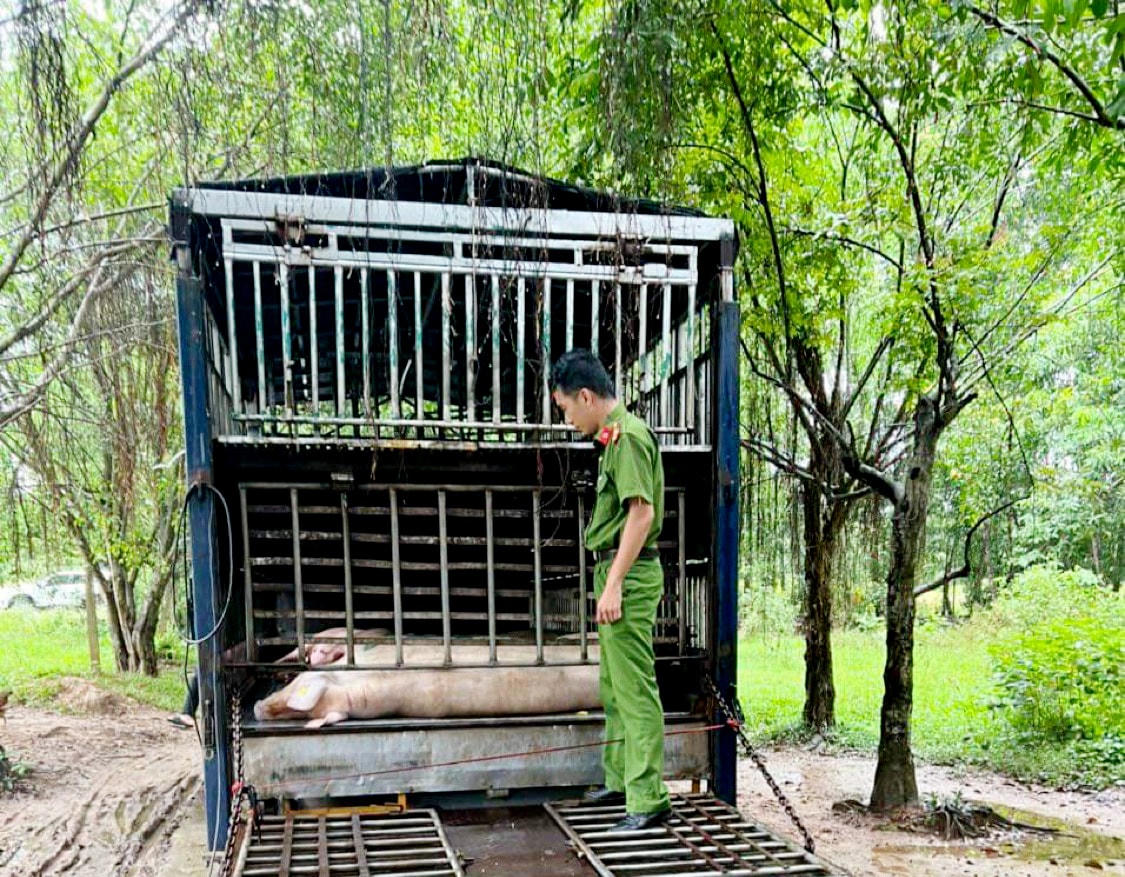 Tổ công tác phát hiện chiếc xe tải chở 3 cá thể lợn, trong đó có một cá thể lợn đã chết, chuyển màu thâm đen.