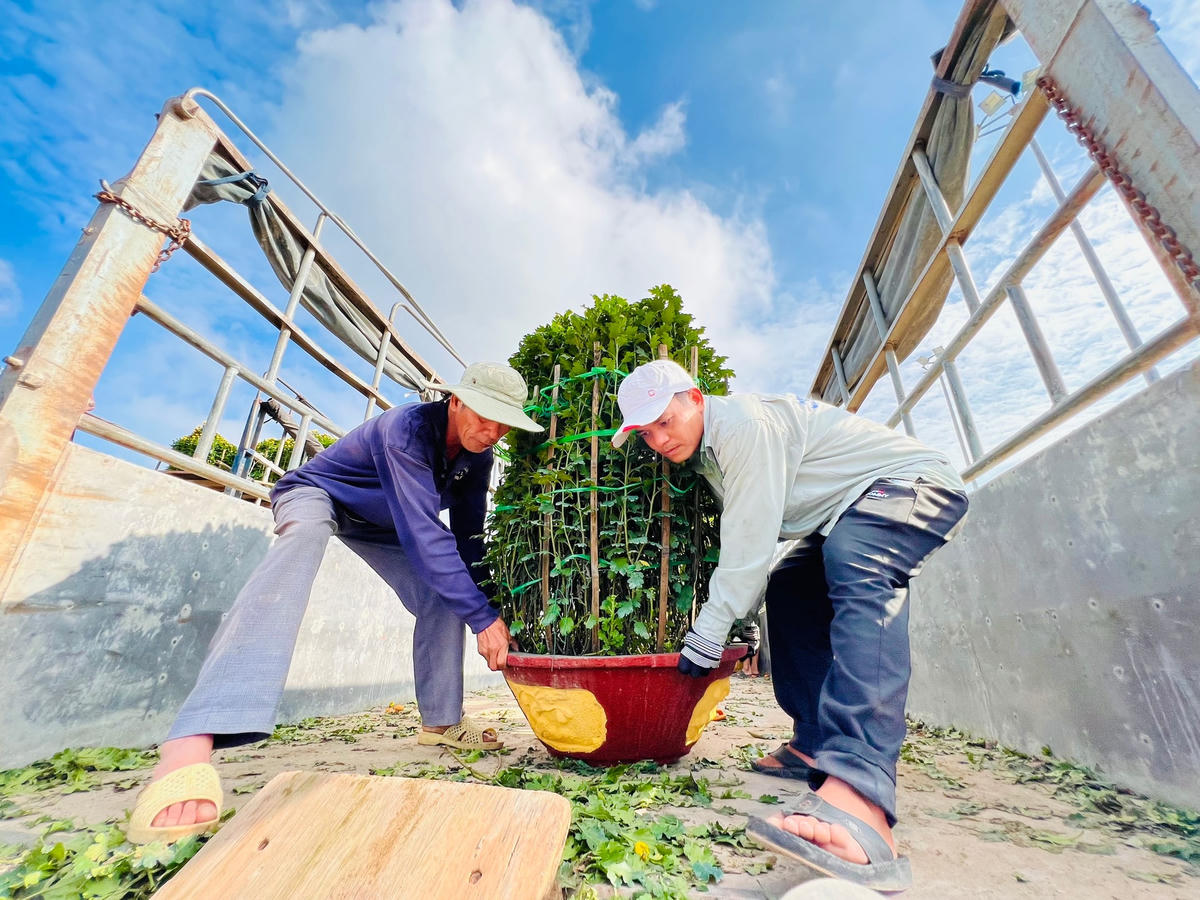 Những chậu hoa cúc chuẩn bị vận chuyển ra đảo Lý Sơn.