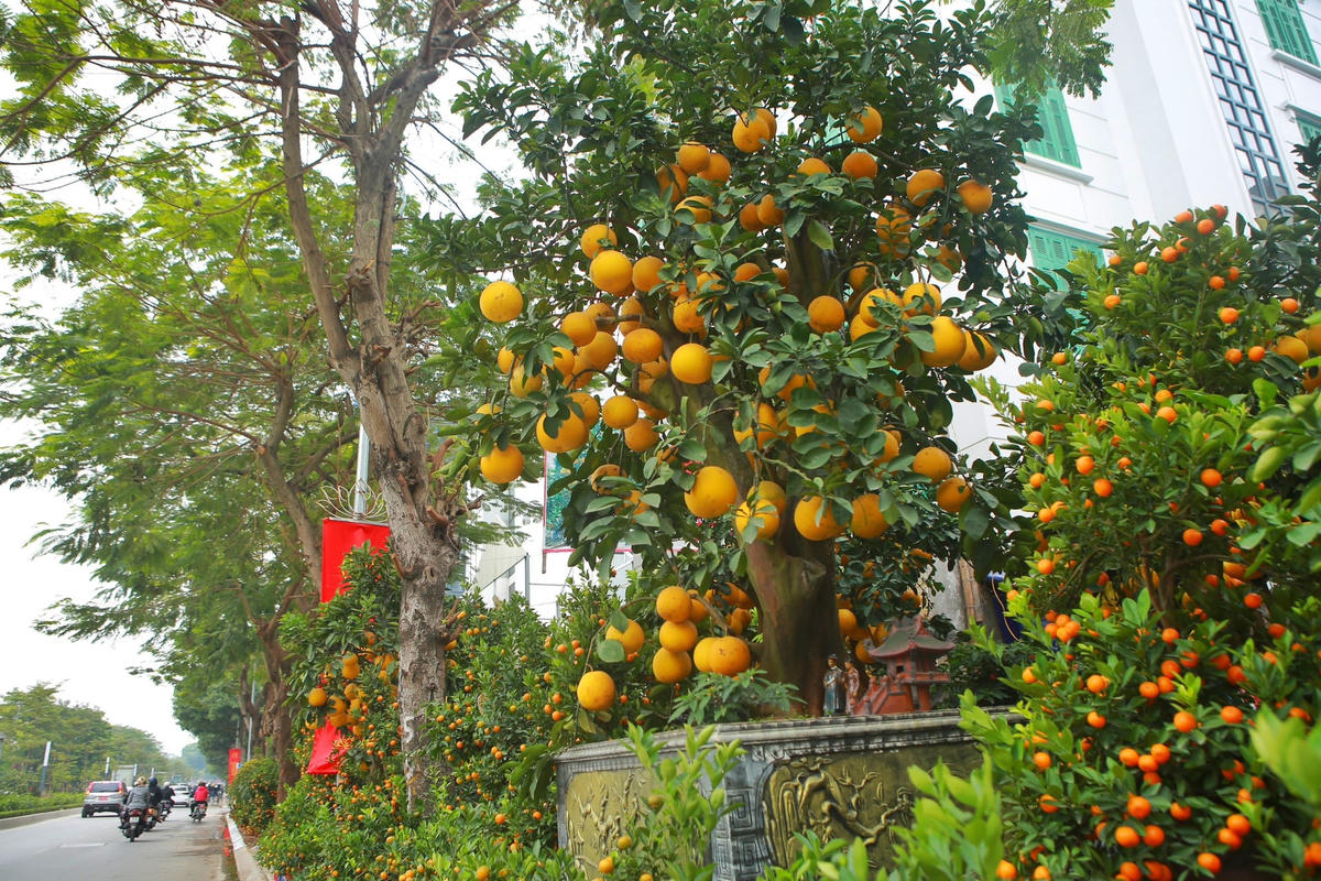 Ông Thắng (huyện Hoài Đức, Hà Nội) là chủ cây bưởi cổ cho biết, năm nay nhà vườn bày bán 160 cây bưởi đủ loại từ to đến nhỏ.