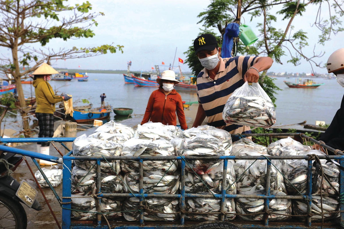 Thương lái thu mua cá trích tại Tam Thanh (Quảng Nam).  
