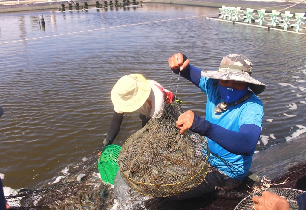 Người nuôi tôm gặp khó vì giá tôm nguyên liệu giảm.