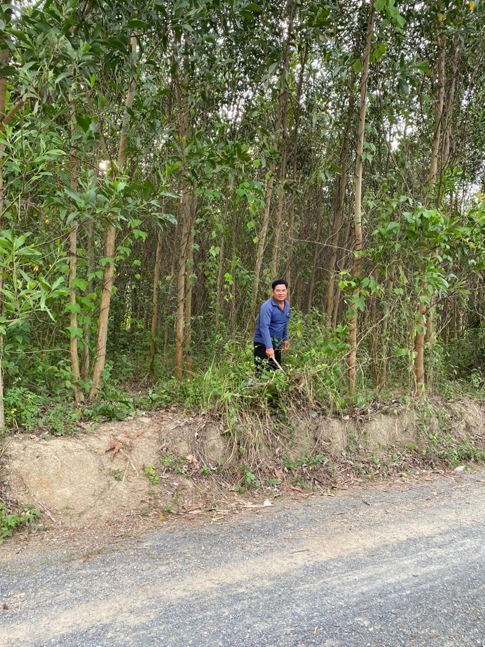 Đồi cây keo của gia đình ông Phạm Văn Dinh.