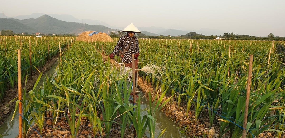 Chăm sóc ruộng hoa, hy vọng mong manh về vụ hoa tết đang cận kề.
