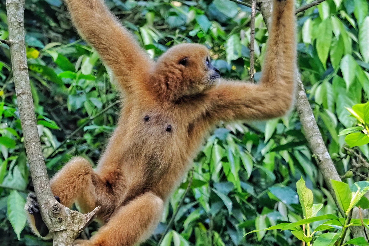  Loài vượn này thường bắt đầu sinh sản vào năm thứ 7, thứ 8. Chúng thường mang thai trong khoảng 7 – 8 tháng. Hai năm vượn đen má hung đẻ một lần, mỗi lần một con.
