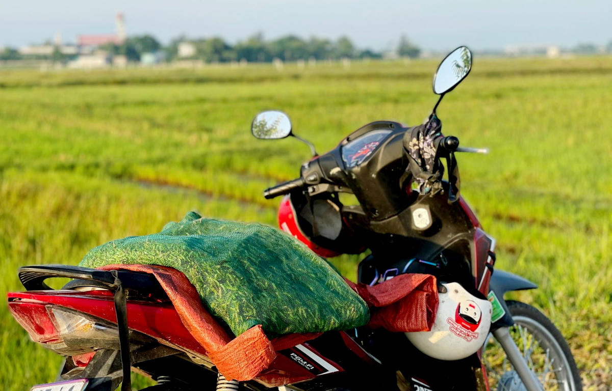 Khi những chiếc túi lưới đã nêm kín cào cào, cũng là lúc cánh thợ săn kết thúc một ngày làm việc. 