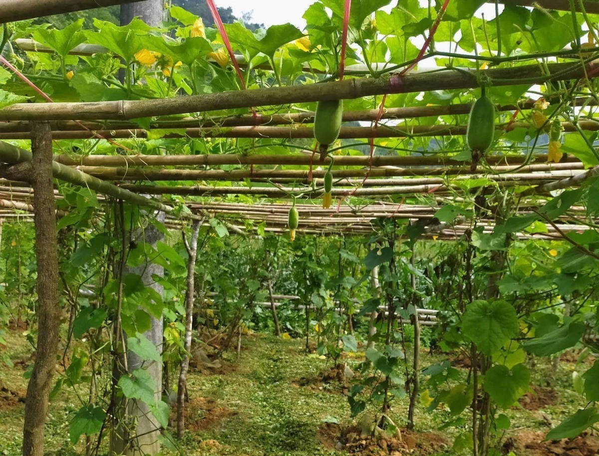 Nhờ được vay hỗ trợ phát triển sản xuất theo chuỗi giá trị nhiều hộ gia đình đã xây dựng được thương hiệu OCOP. Ảnh: bachthong.gov.vn