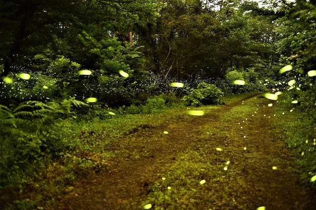 [ẢNH] Lạc vào khu rừng đom đóm tựa cổ tích ở 'xứ sở kim chi'