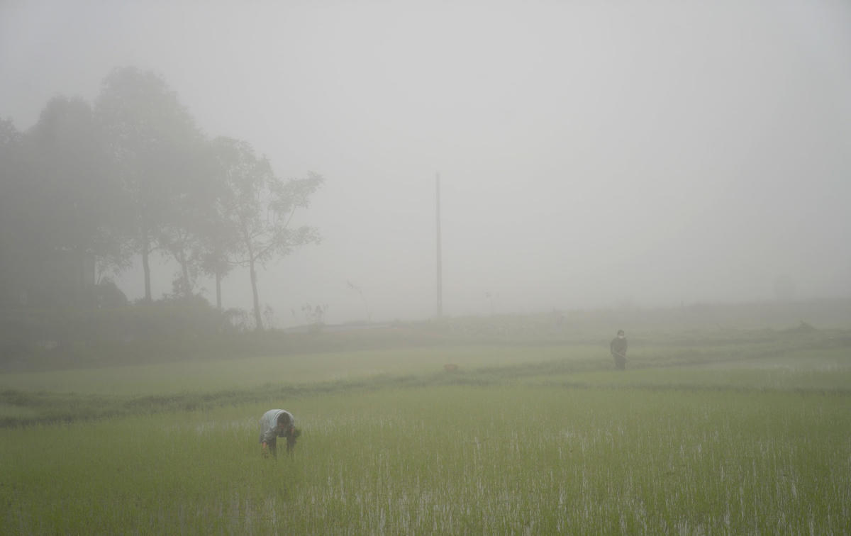 Những người nông dân ra đồng từ sáng sớm mặc cho sương mù gội ướt cả toàn thân.