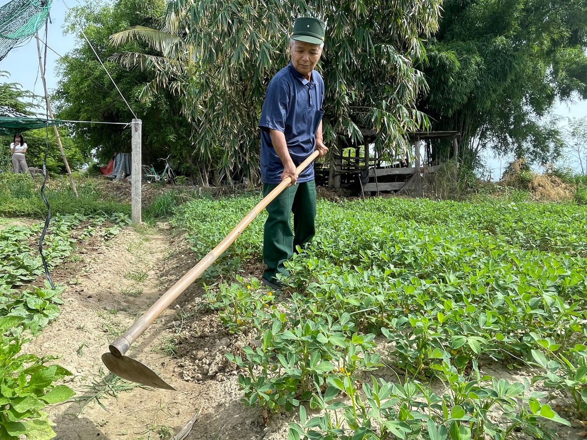 Từ những đám đất bạc màu, ông thuê lại để cải tạo trồng hoa màu.