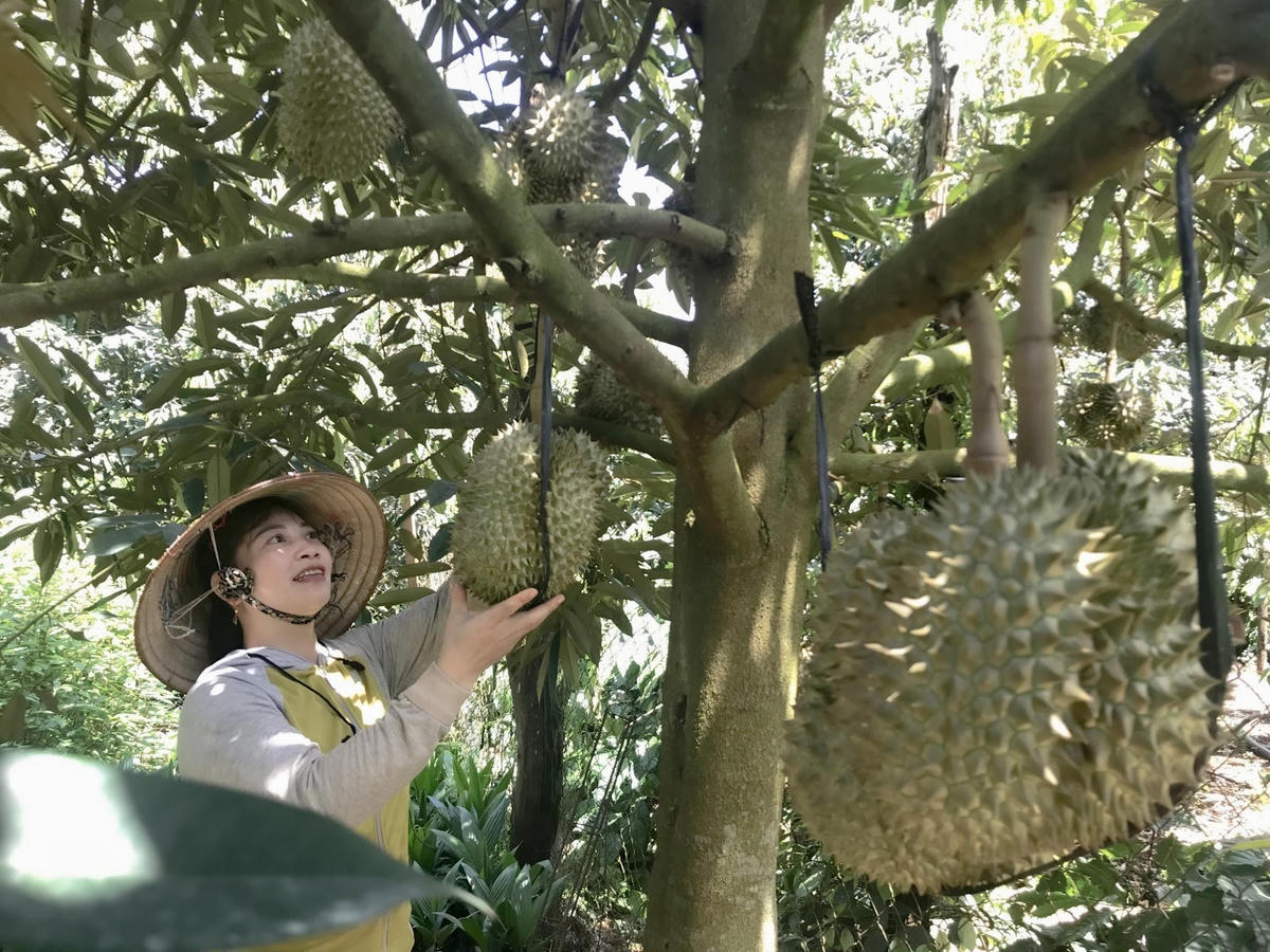 Người dân xã Ea Tar, huyện Cư M'gar, tỉnh Đắk Lắk phấn khởi vì sầu riêng được giá.  