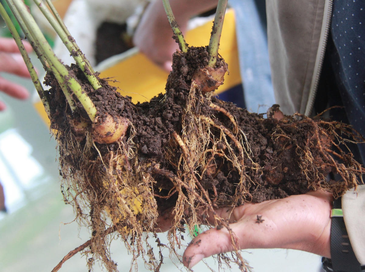 Một gốc cây sâm Ngọc Linh có giá bán gần 1 tỷ đồng.