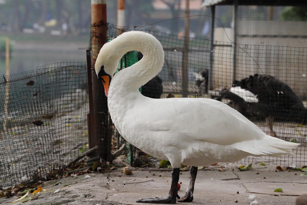 Trước đó, vào năm 2019, sau hơn 1 năm đàn thiên nga được thả xuống hồ Thiền Quang đã đẻ được gần 20 quả trứng. 