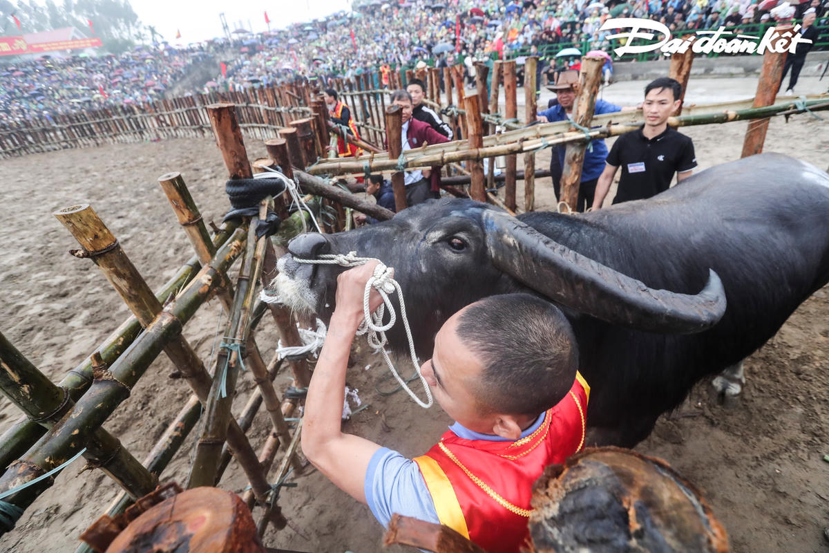 Những con trâu chọi có tuổi đời từ 10 năm trở lên.
