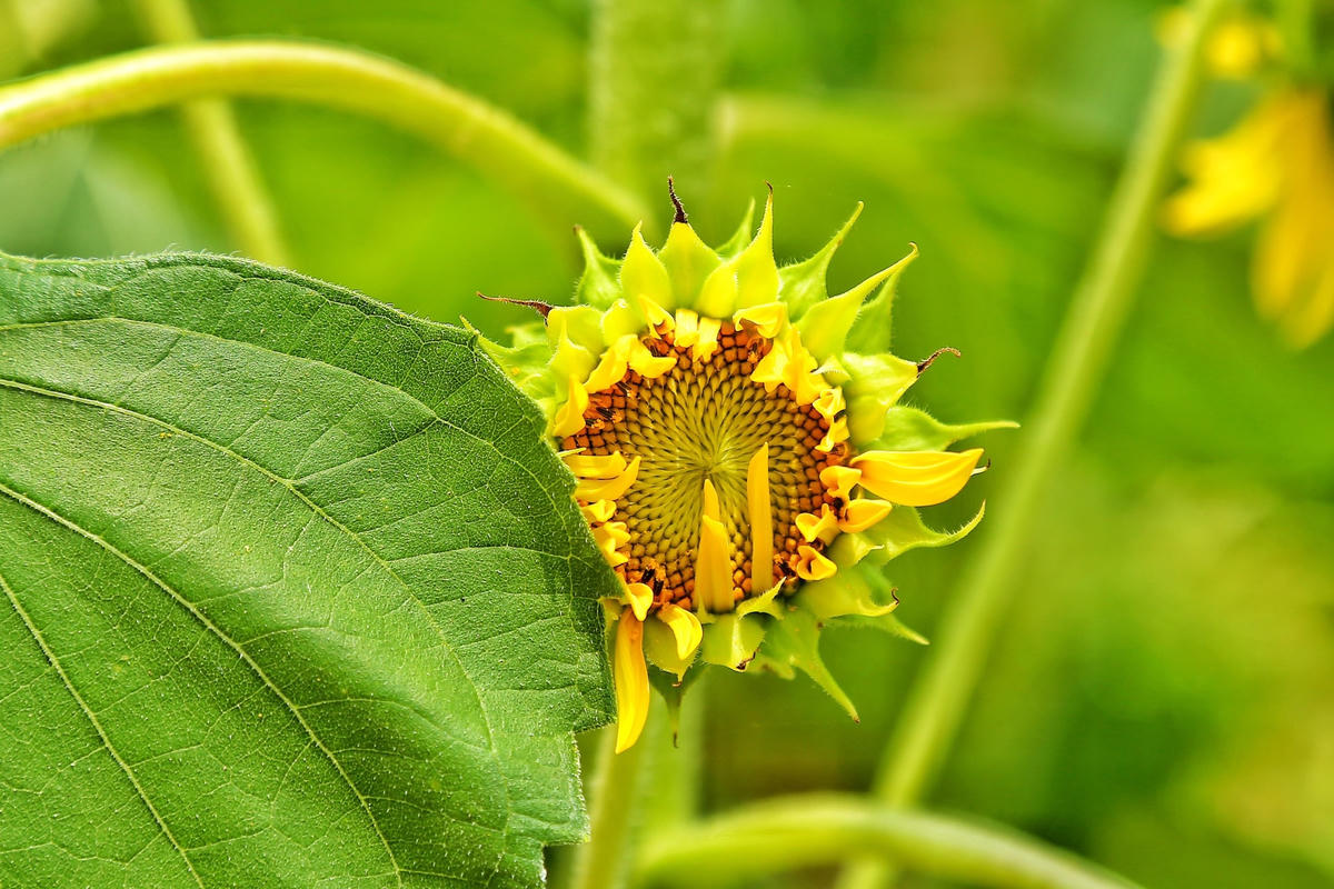 Ngắm cánh đồng hoa hướng dương rực rỡ khoe sắc