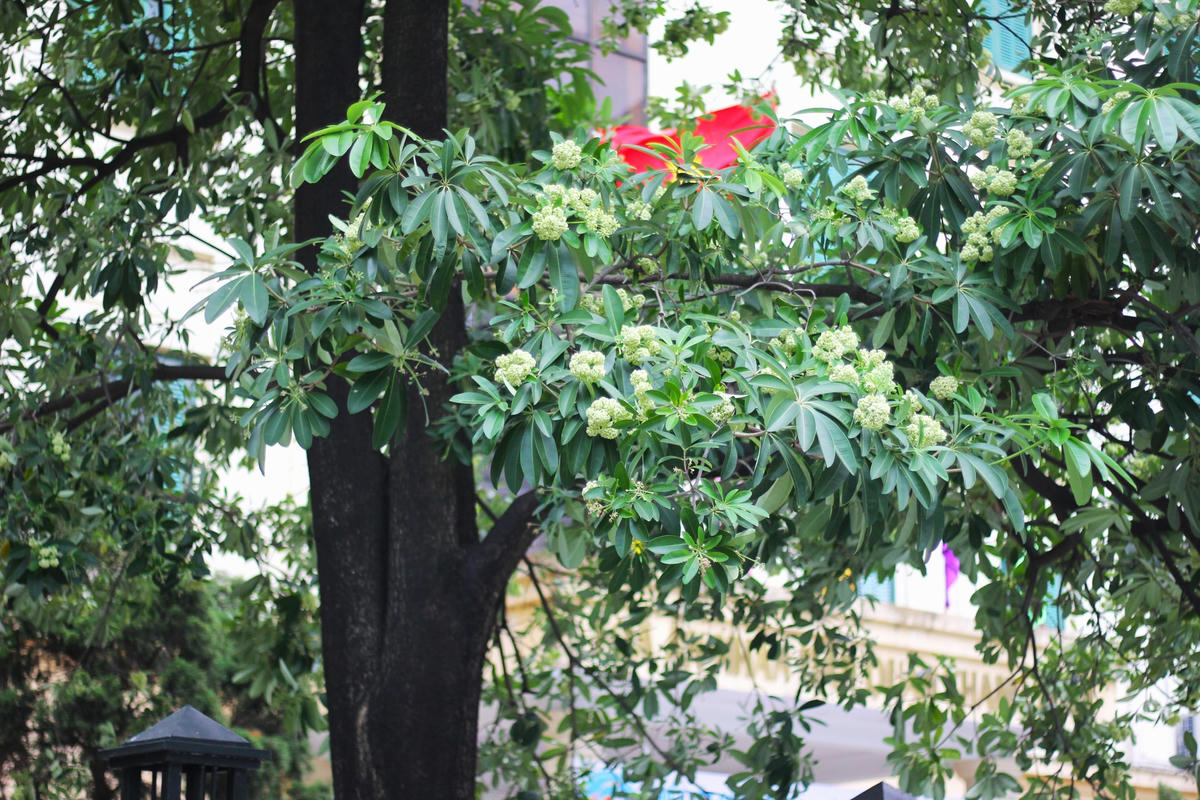 Ở Thủ đô, hoa sữa là loài cây được trồng phổ biến ở các tuyến phố, không chỉ có tác dụng che bóng mát mà còn cho ra mùi hương quyến rũ lòng người.