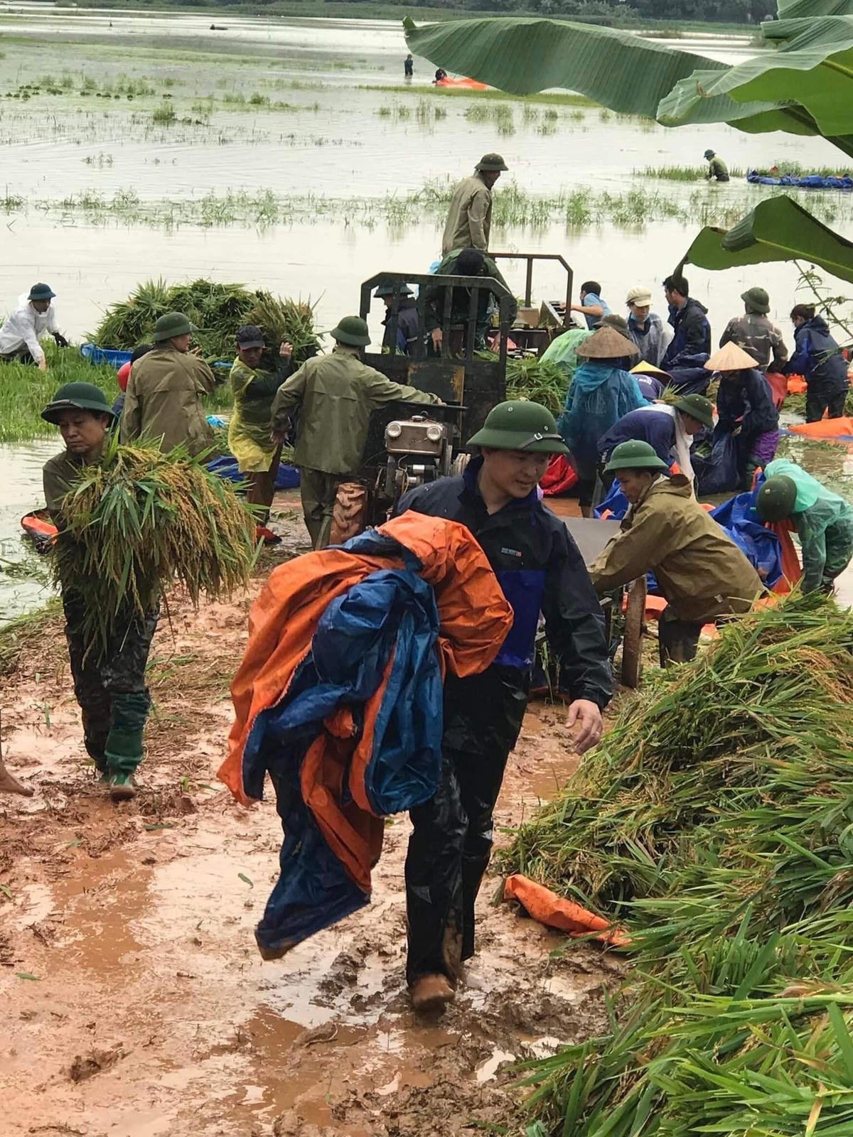 Các chiến sỹ quân đội, công an, thanh niên tình nguyện ở nhiều địa phương trong tỉnh đã xuống đồng giúp dân thu hoạch