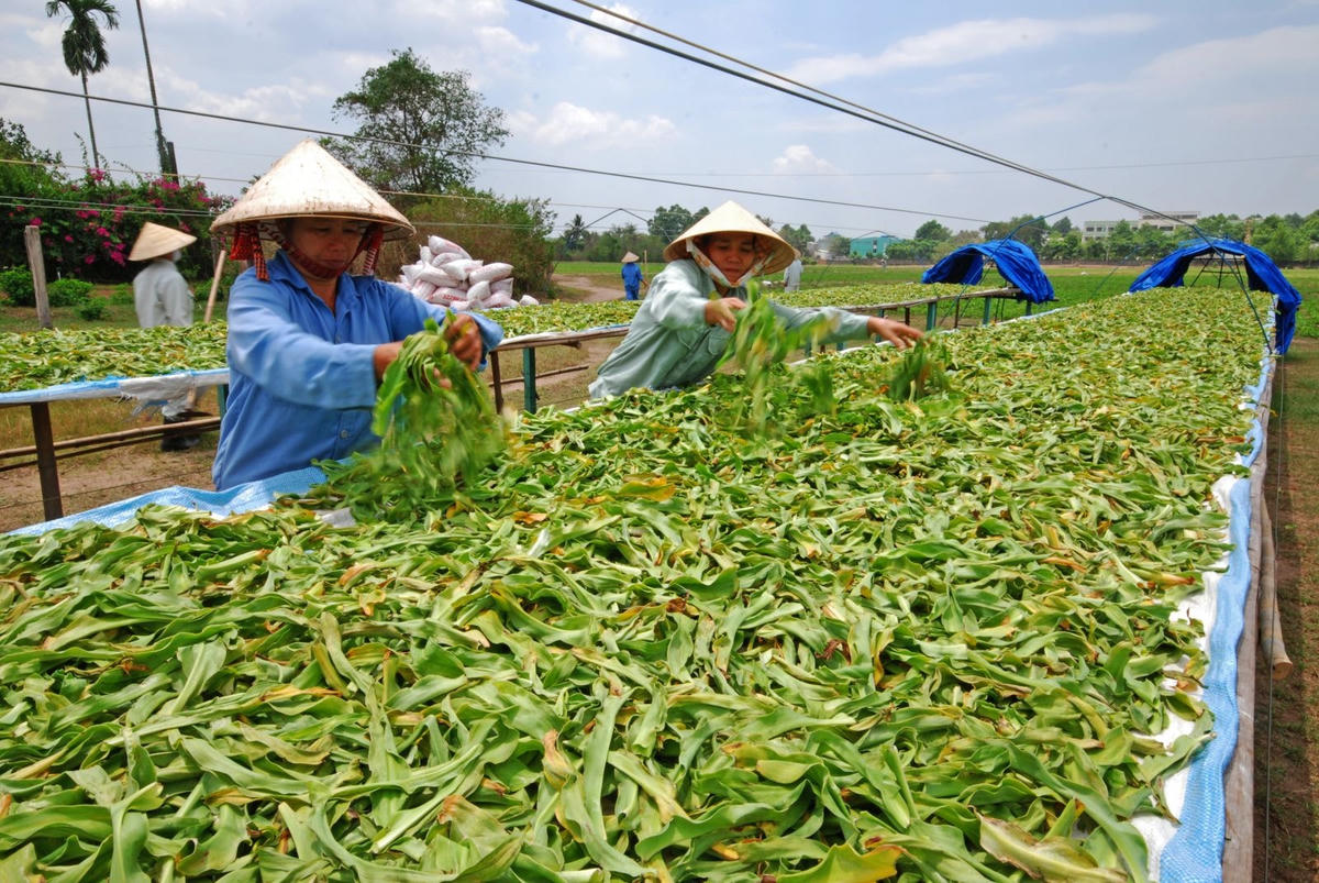 Việt Nam có nhiều tiềm năng, lợi thế để xuất khẩu dược liệu Nguồn. Ảnh: Nhandan.
