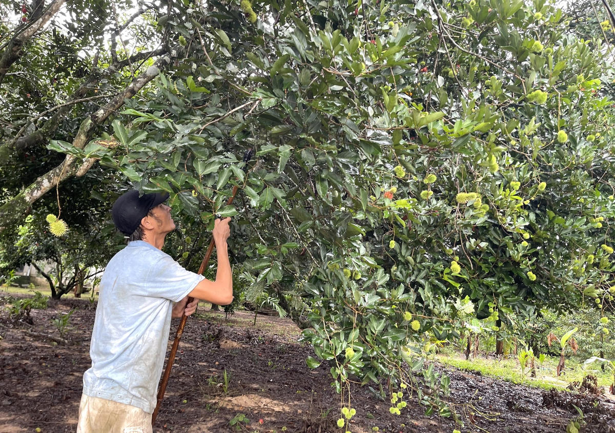 Một góc vườn chôm chôm của người dân huyện Nghĩa Hành.