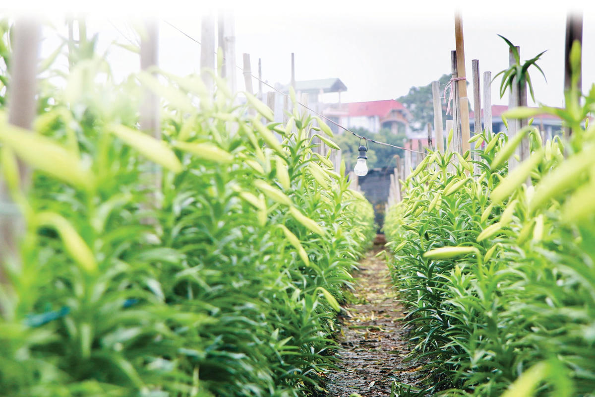 Ruộng hoa loa kèn ở Tây Tựu chờ  thu hoạch.  