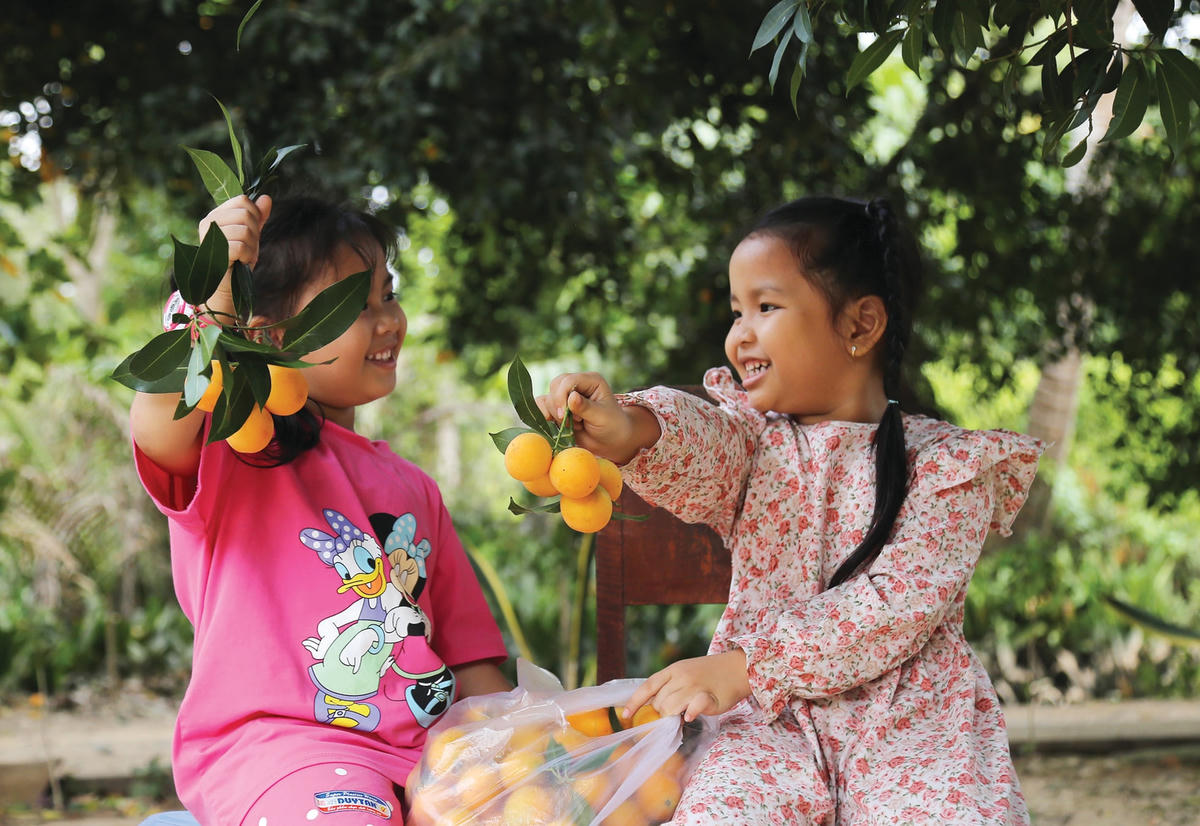 Trái thanh trà vừa được hái.  