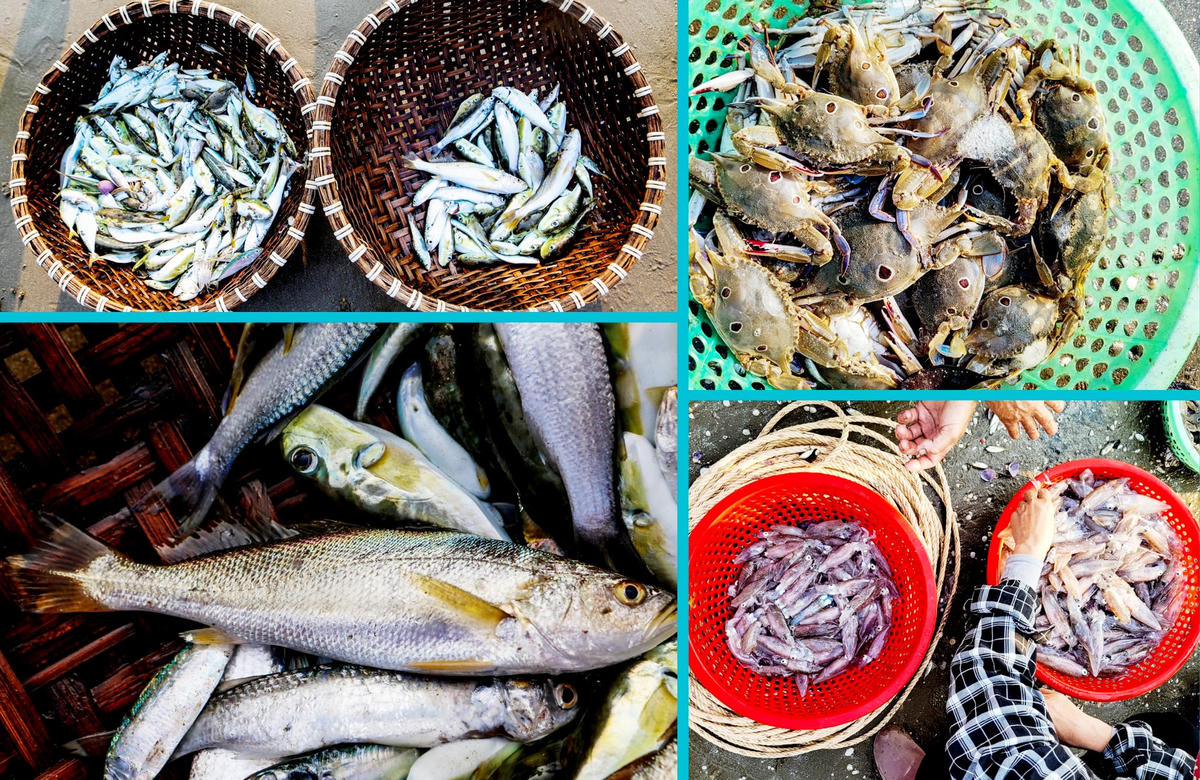Thời tiết cơ bản thuận lợi, đầu vụ hải sản vào nhiều và đa dạng hơn những năm trước nên bà con đang phấn đấu tăng sản lượng đánh bắt so với các năm.