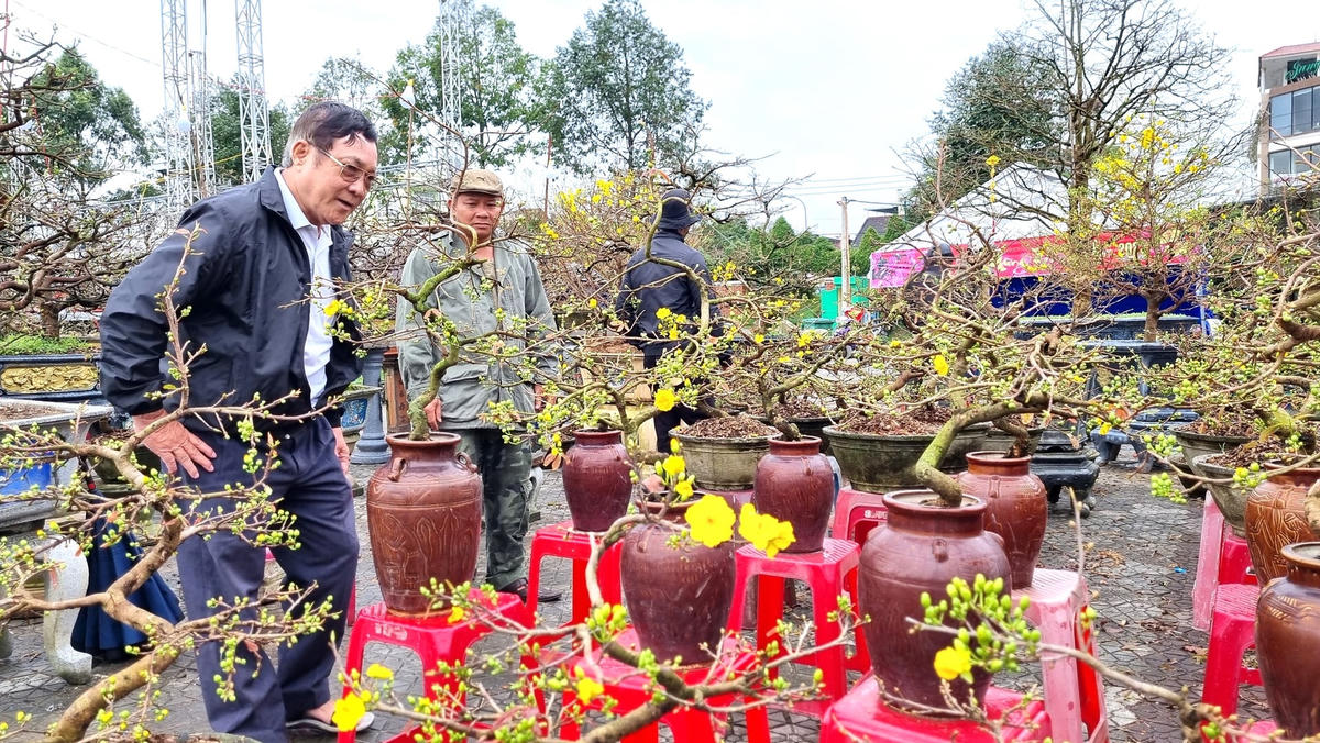 Nhiều hoa mai có giá tiền triệu.