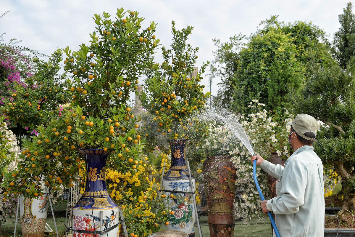 “Trung bình từ 800.000VNĐ đến khoảng 15.000.000 VNĐ là người chơi đã sở hữu được một cây quất có dáng, thế theo ý mình. Còn những cây to hơn, để bày ở các tòa nhà lớn sẽ có mức giá cao lên tới cả chục triệu tùy cây”, chị Trang cho biết.