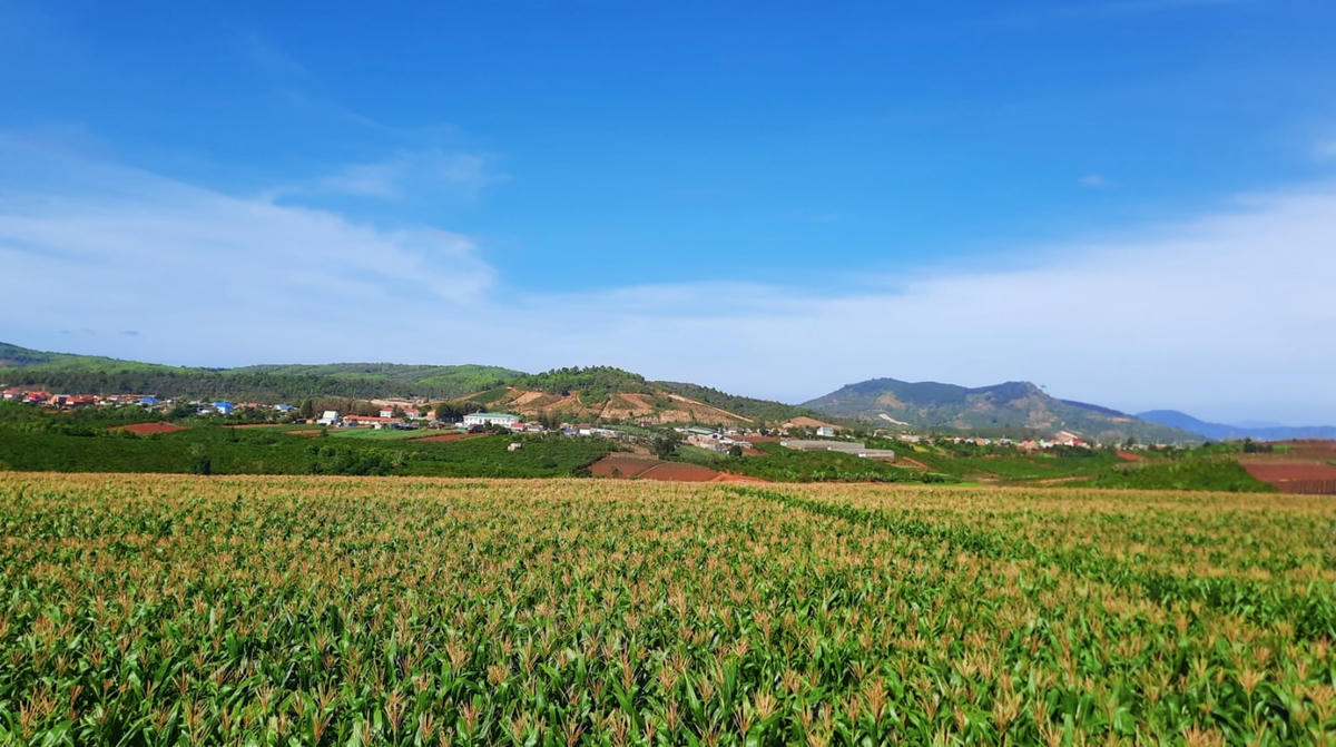 Năm 2021, Vinamilk đã có hơn 60 ha đất trồng trọt bắp, cỏ làm thức ăn cho bò được canh tác theo phương pháp hữu cơ.