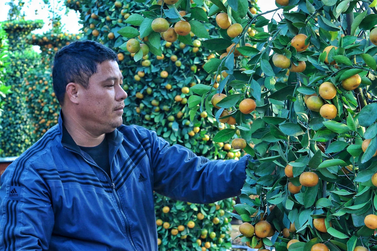 Ông Nguyễn Văn Thạnh chủ vườn quất lộc bình chia sẻ, mỗi một cây quất lộc bình to lớn đều được tuyển chọn từ cây quất thô tán lá rộng đã có tuổi đời 5-6 năm, sau đó cắt tỉa, gò thì mới cho ra các tác phẩm “quất lộc bình khổng lồ” này.