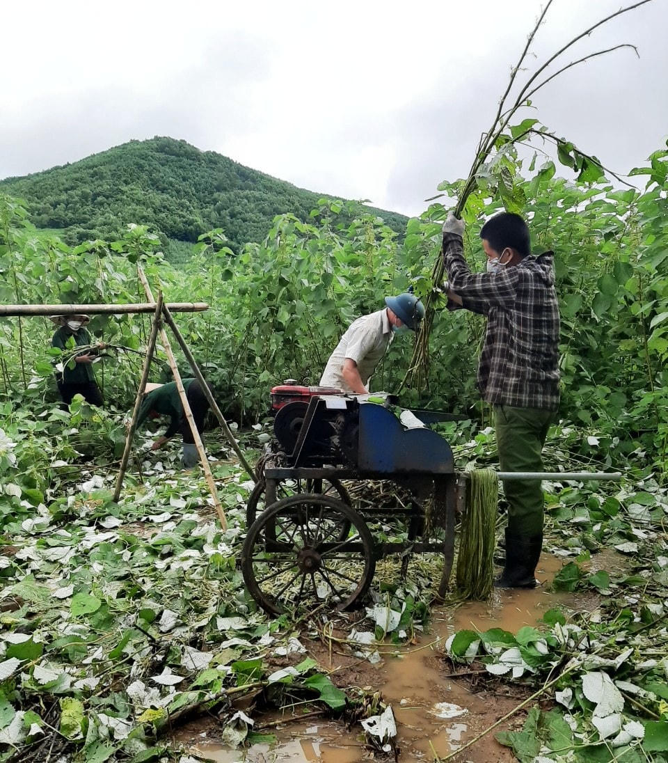 Thu hoạch và chế biến thủ công cũng là một trong những nguyên nhân khiến người dân Thanh Hóa chưa thực sự toàn tâm, toàn ý với cây gai xanh.