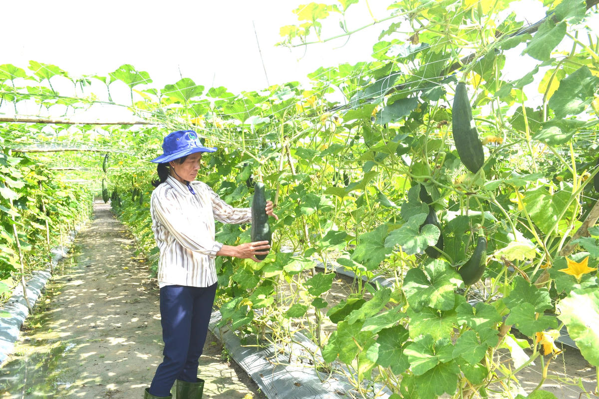 Nông nghiệp hữu cơ là xu hướng tất yếu trong sản xuất nông nghiệp.