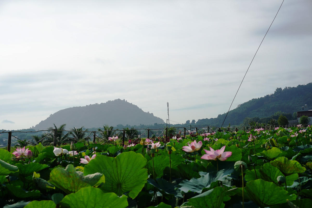 Cánh đồng sen là mô hình kinh tế mới kết hợp giữa lợi thế nông nghiệp địa phương và xu hướng “Farm Glamping”. Ảnh: Mạnh Thìn.