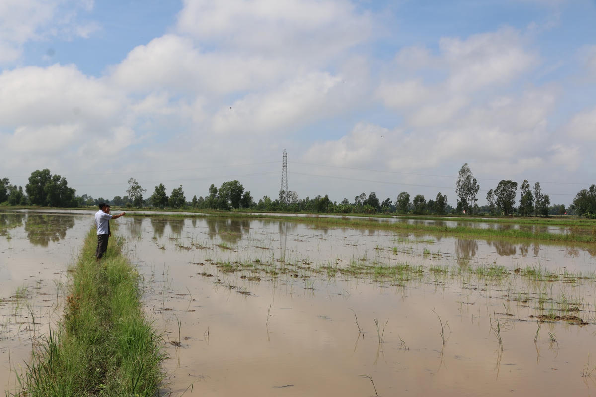 Những cánh đồng trên địa bàn tỉnh Bạc Liêu bị bỏ hoang trong vụ Thu Đông này.