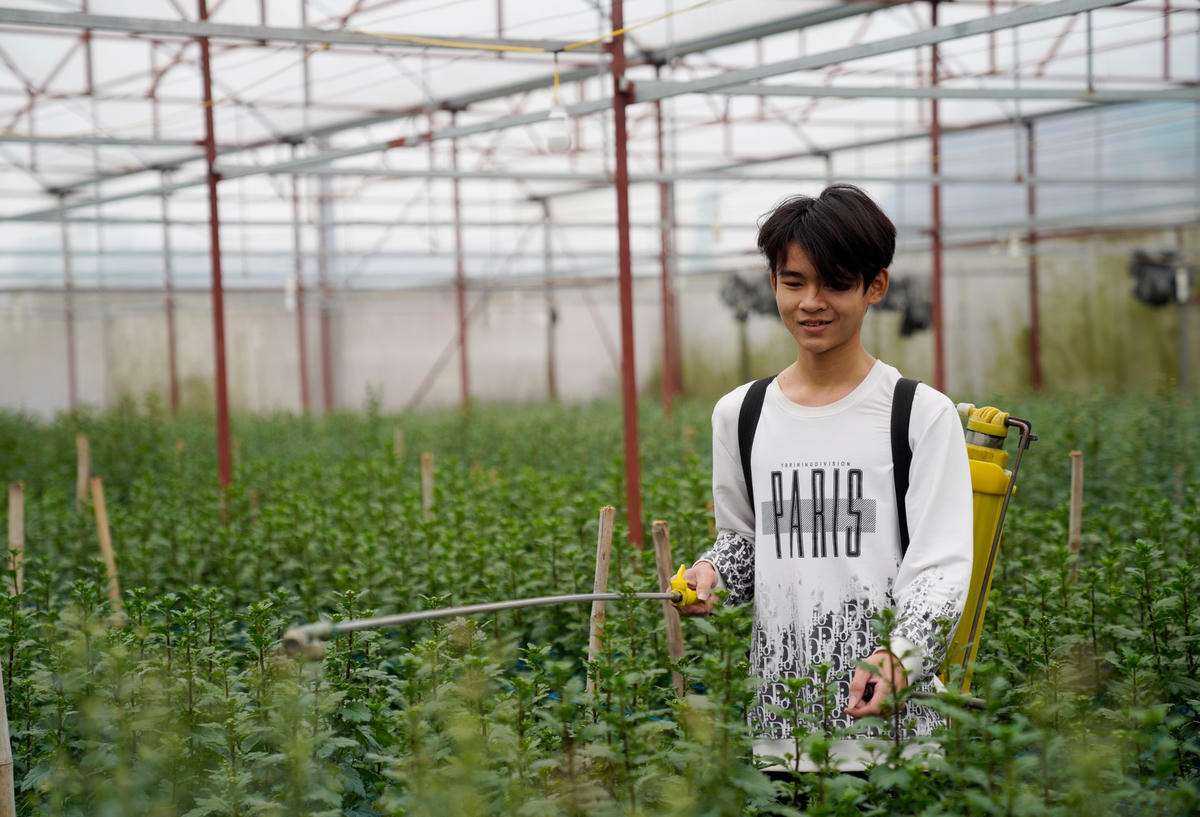 Vụ tết năm 2021, vườn cúc của gia đình ông Đàn đưa về nguồn thu hơn 60 triệu đồng. Trừ hết chi phí, gia đình ông thu lãi hơn 30 triệu đồng.