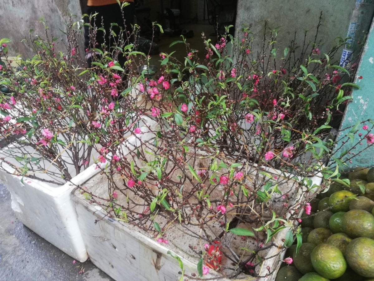 Đi chợ sớm chuẩn bị lễ ông Công ông Táo ngày 23 tháng Chạp