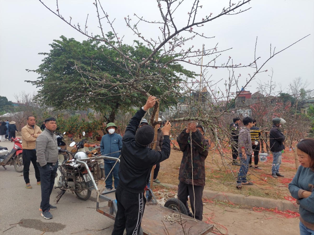 "Năm nay em mua 200 cành đào rừng ở Sơn La đem về đây bán, giờ mới bán chưa được 100 cành. Nhiều cành bán lỗ, lượng mua ít, không biết có bán hết không, chắc năm nay em lỗ", Nam (Kim Đức, TP Việt Trì) cho biết.